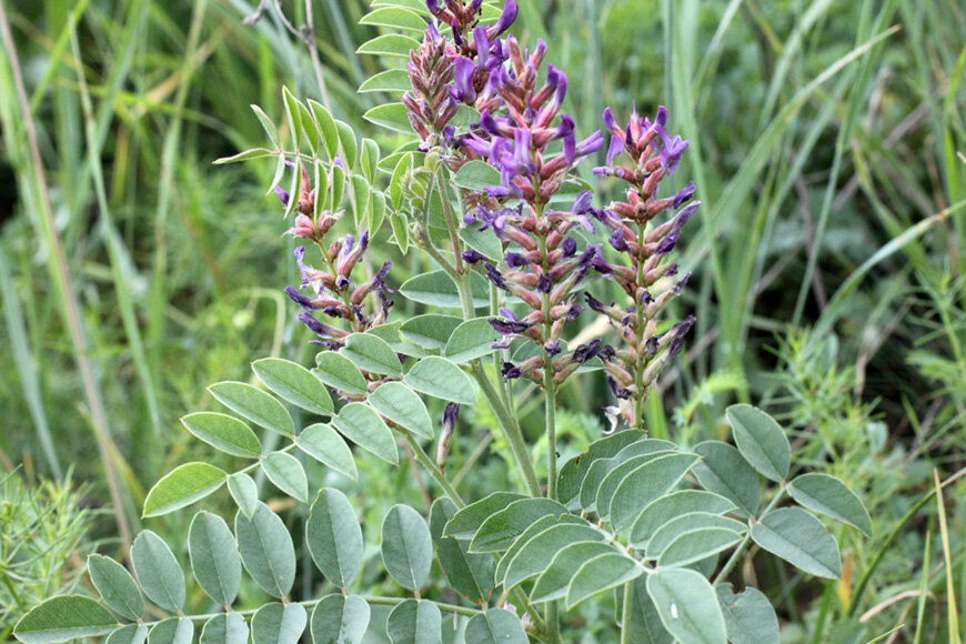 Солодка бобовые. Лакрица Солодка растение. Солодка ЛРС. Солодка Уральская (Glycyrrhiza uralensis). Солодка корень.