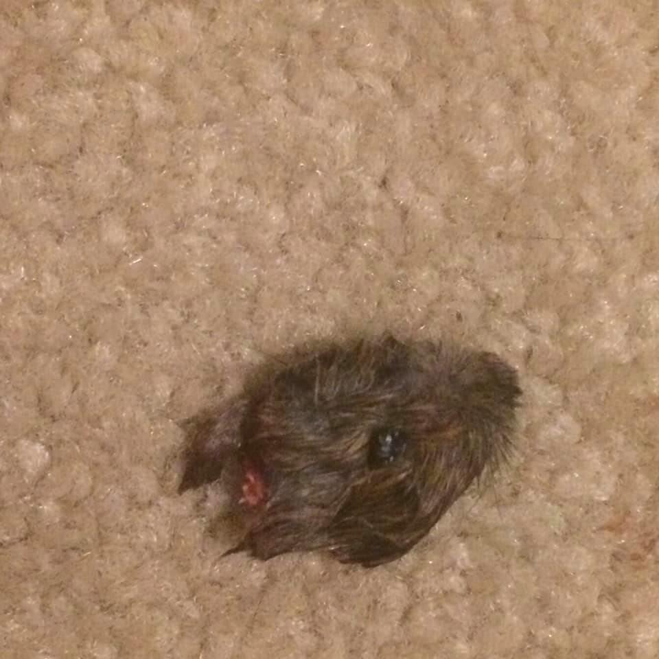 Голова мышки. Добыча кошки