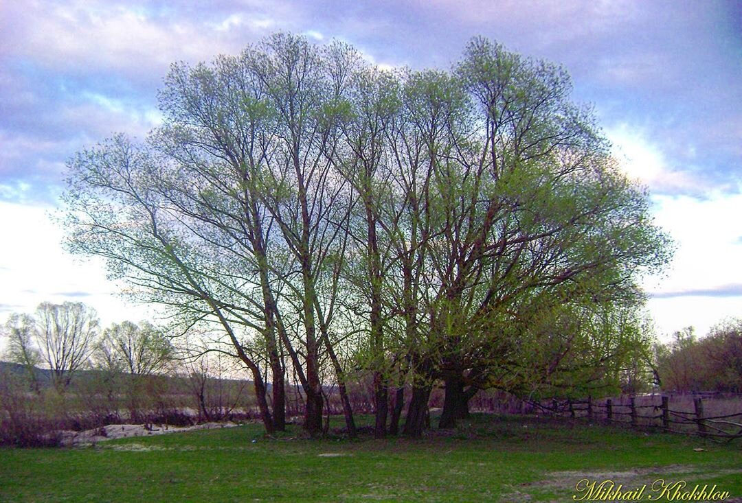 "И неба синеокий взор"