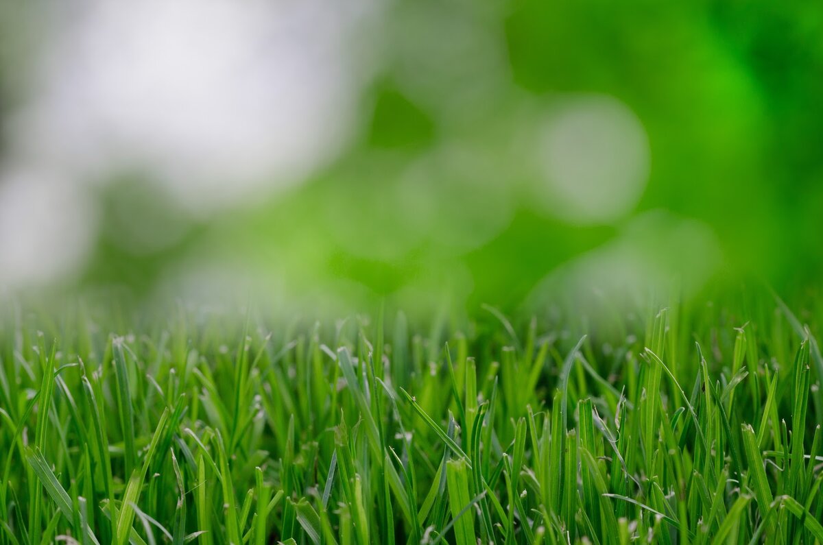 Признайтесь, вам тоже захотелось потереть экран — и ощутить этот аромат? 🌱Фото: https://www.pexels.com