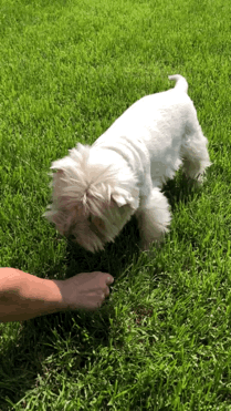 Наш вестик Твигги: упражнения с сыром.