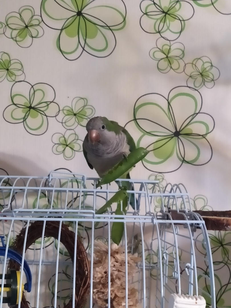 Попугай ест горох