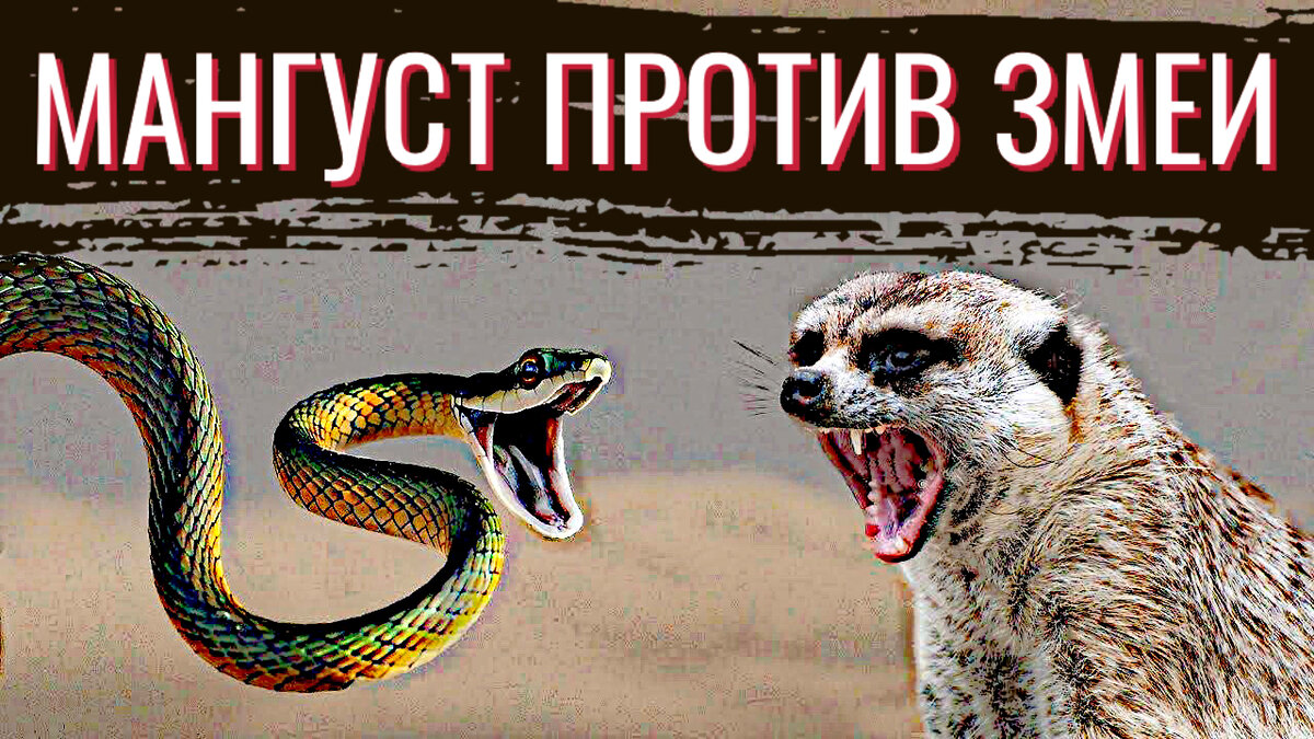 Почему мангусты не боятся змей (+ВИДЕО) | Коктейль Знаний | Дзен