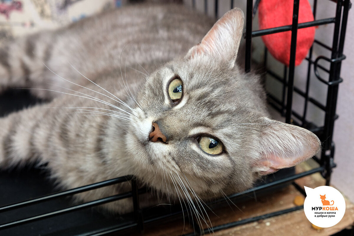 Котики сейчас. Присмотрите за котом я ща приду. Кошабяки. Самые популярные домашние животные. Коты раньше коты сейчас.