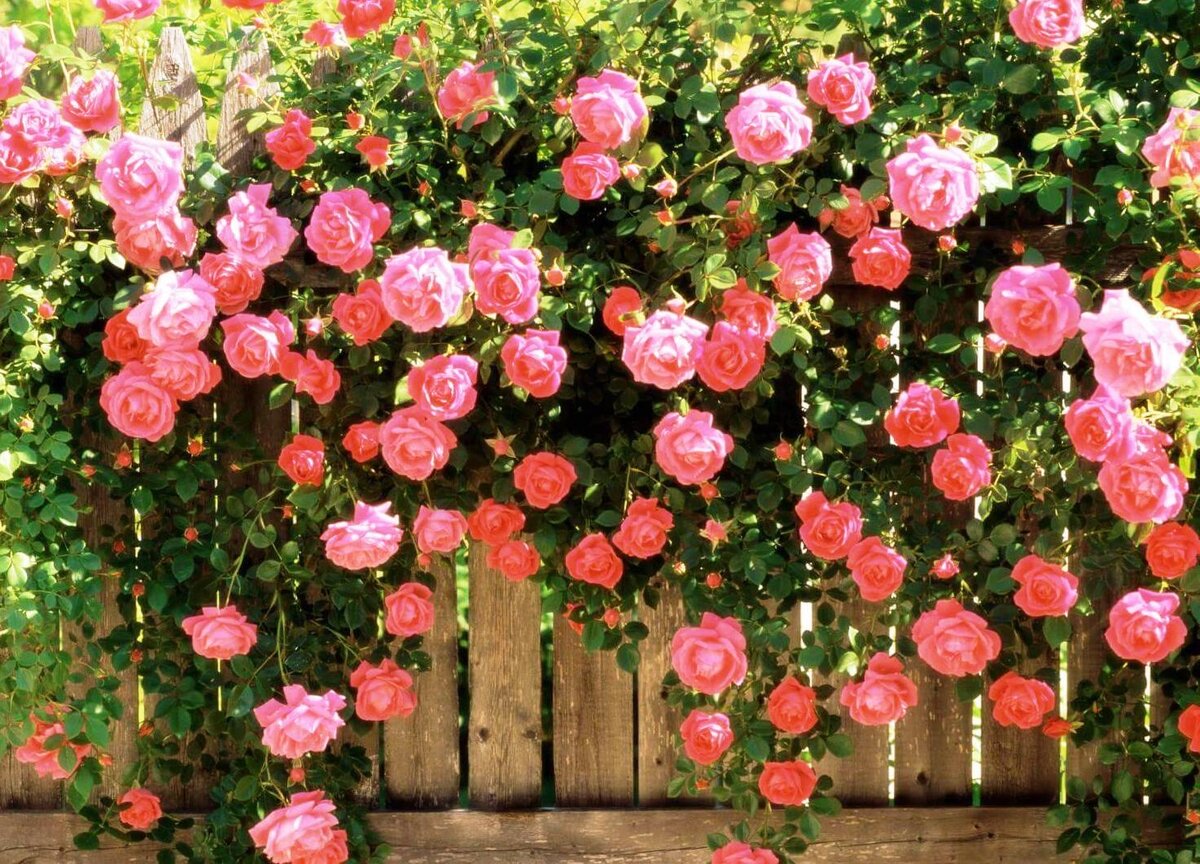 ПЛЕТИСТАЯ РОЗА