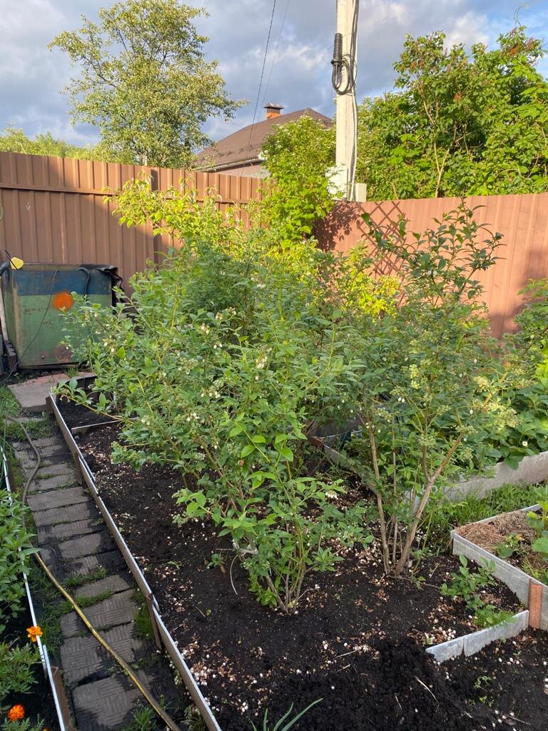 К сожалению, у меня места не очень много, расстояние между кустами 50 см