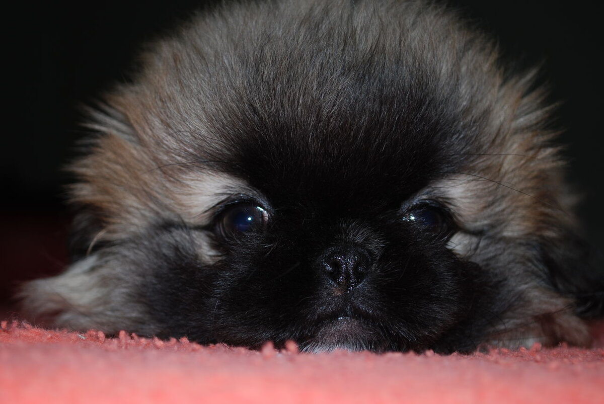 Тибетский спаниель. Пекинес щенок. Новорожденные пекинесы. Императорский пекинес. Пекинес.