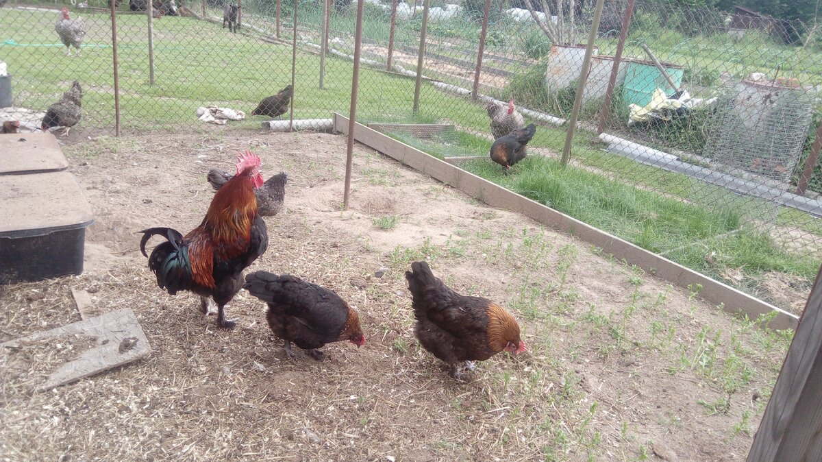 Семейка маранов на прогулке