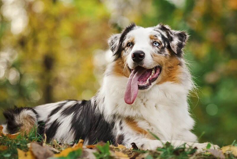 12 самых красивых пород собак | Givotniymir.ru | Дзен