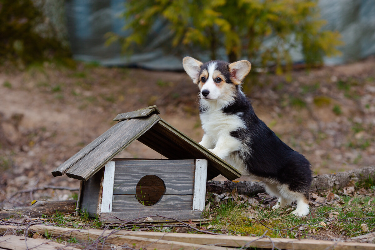 щенок из Ксаро Честная игра,окрас триколор