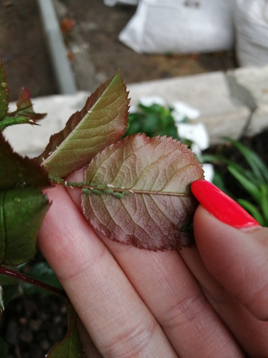 Вот они мелкие букашки и такие вредные для роз!