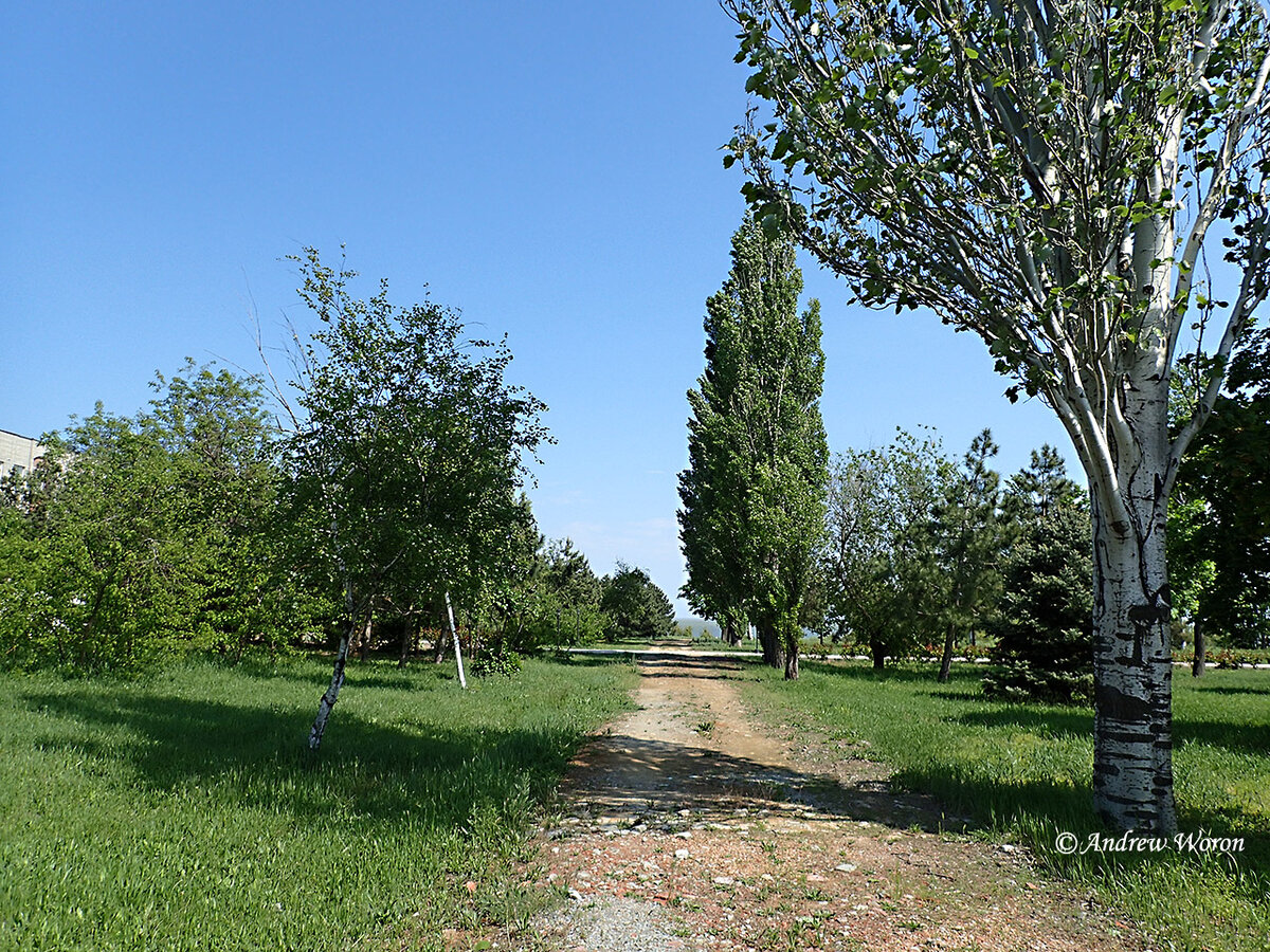 Самара тополей 4 фото