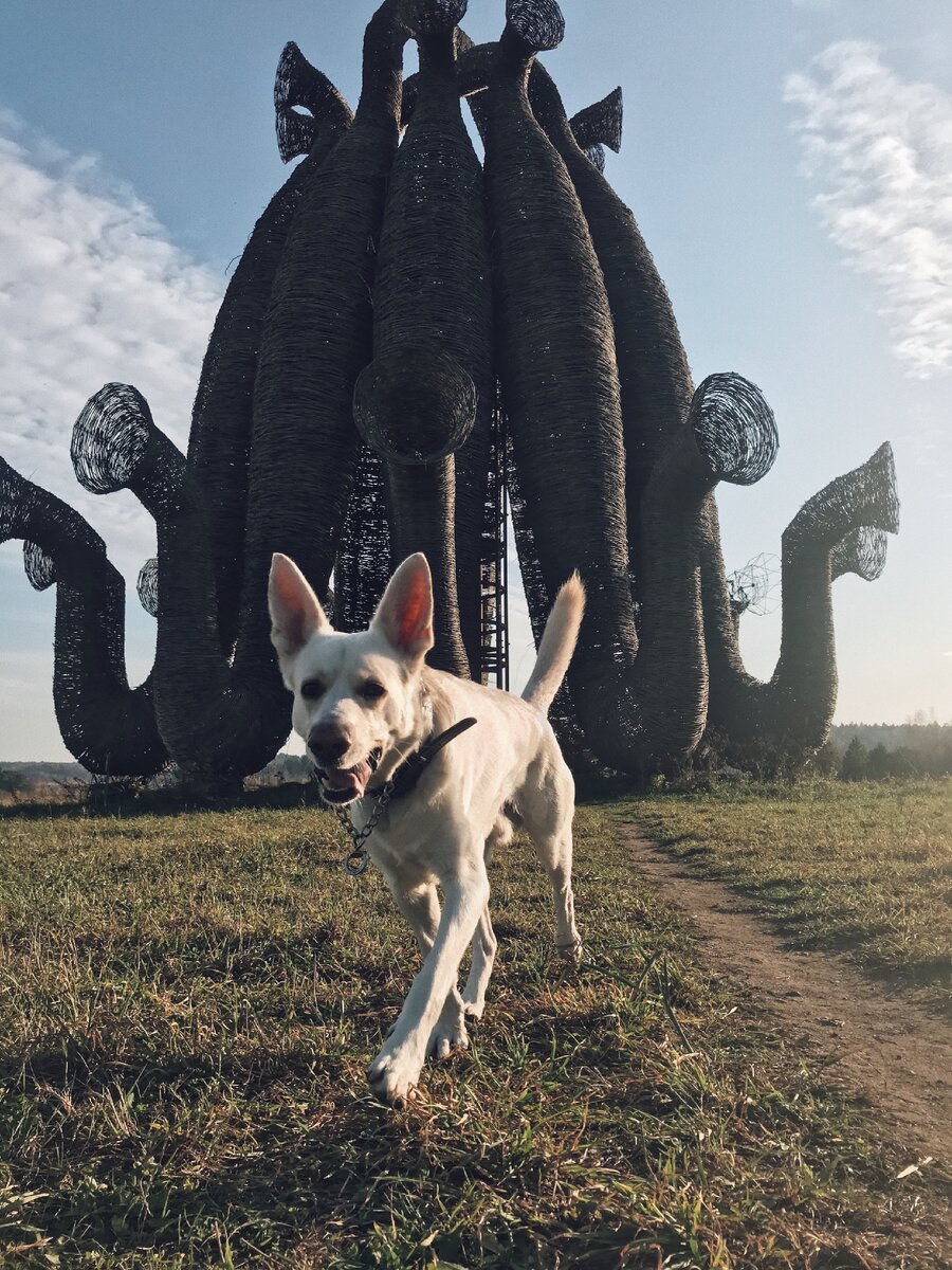 Это Джей - метис лабрадора и БШО. Знакомьтесь!