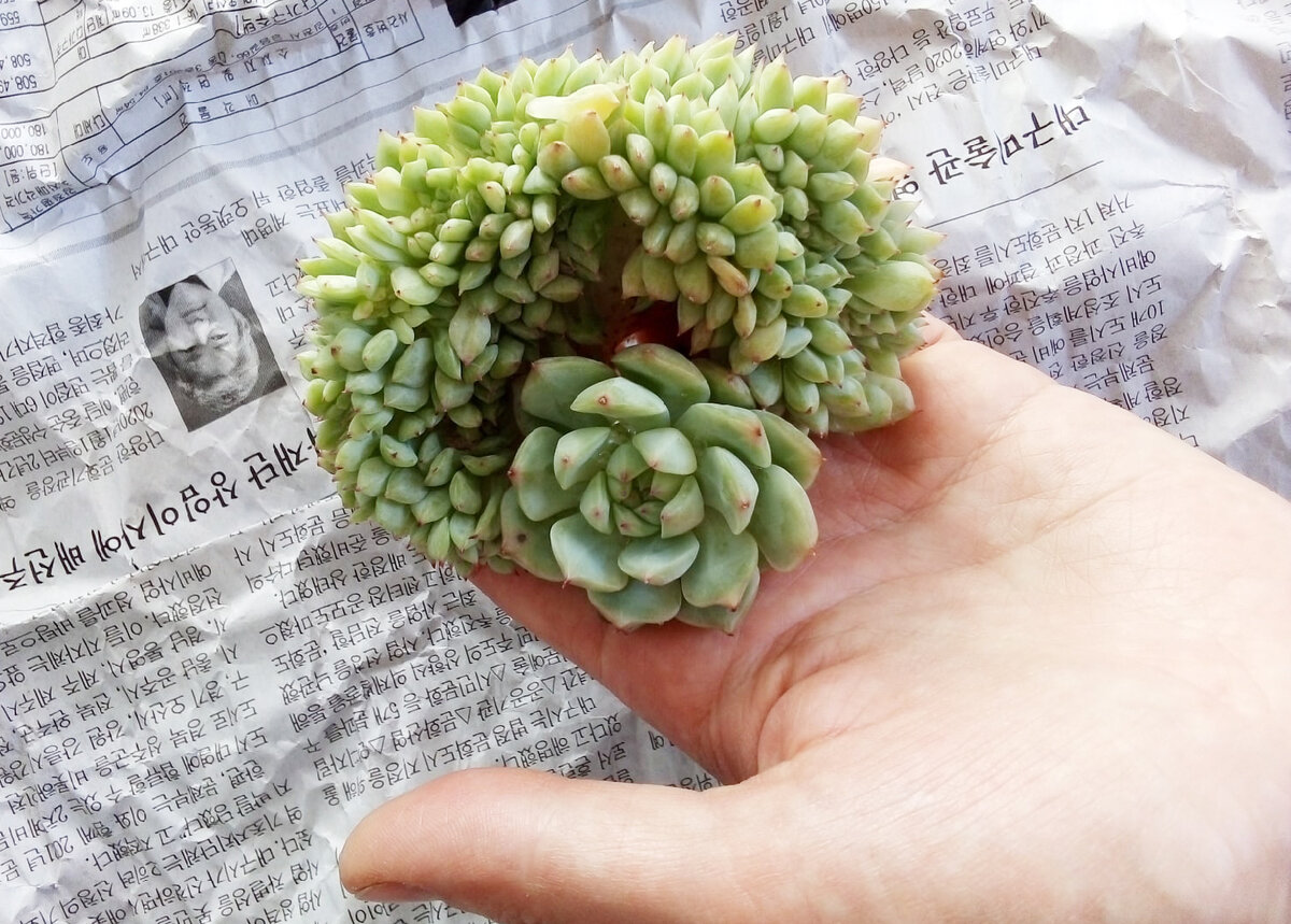 Echeveria Tippy