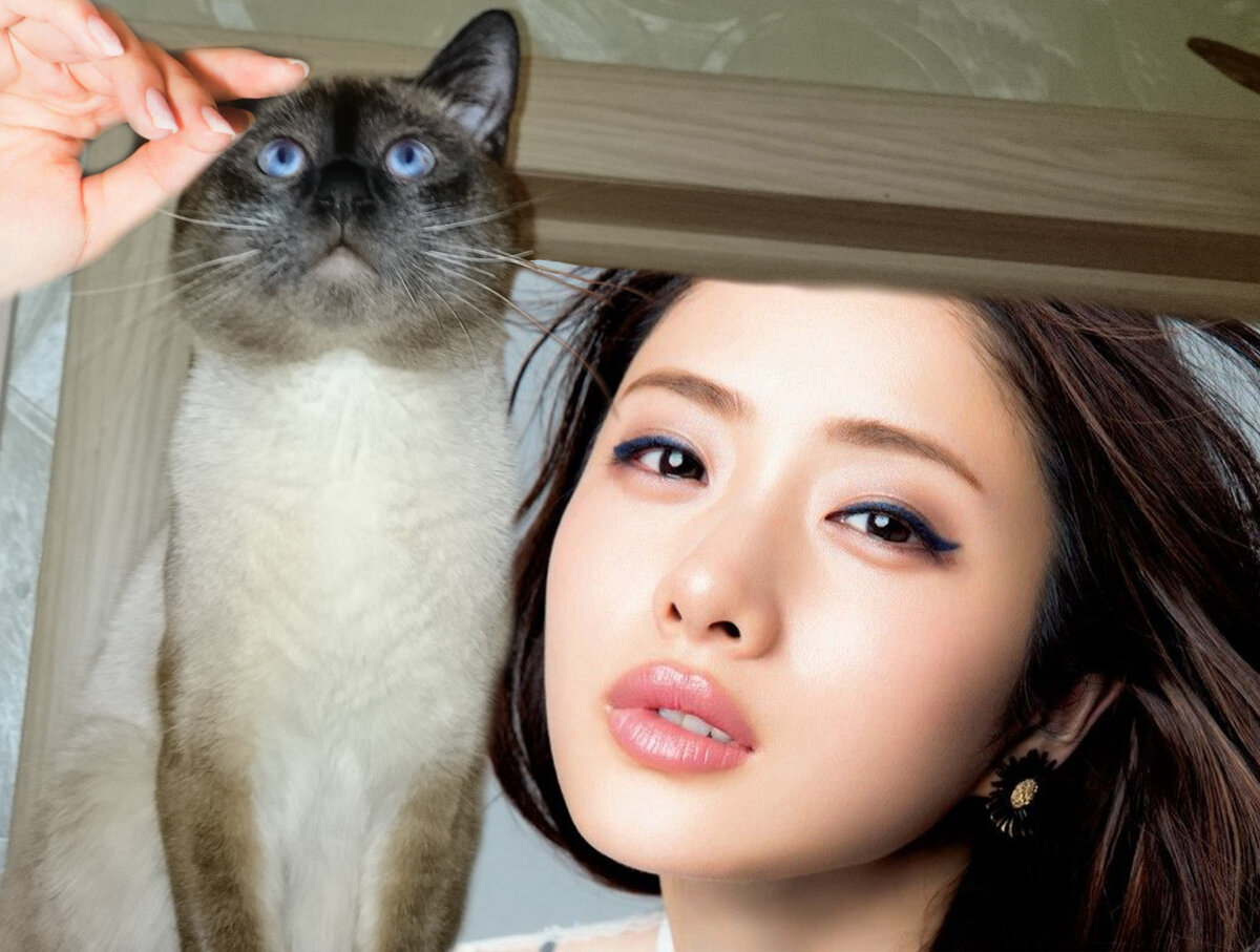 Японка гладит выставочного кота тайской породы автора статьи [фотоколлаж]