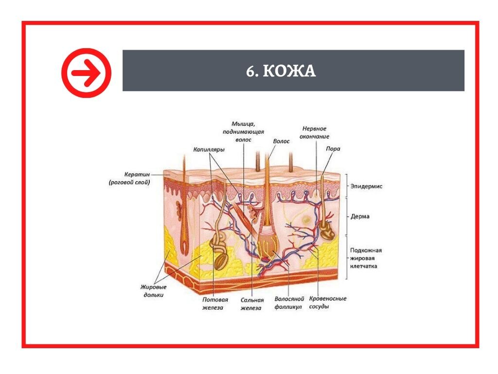 Строение кожи