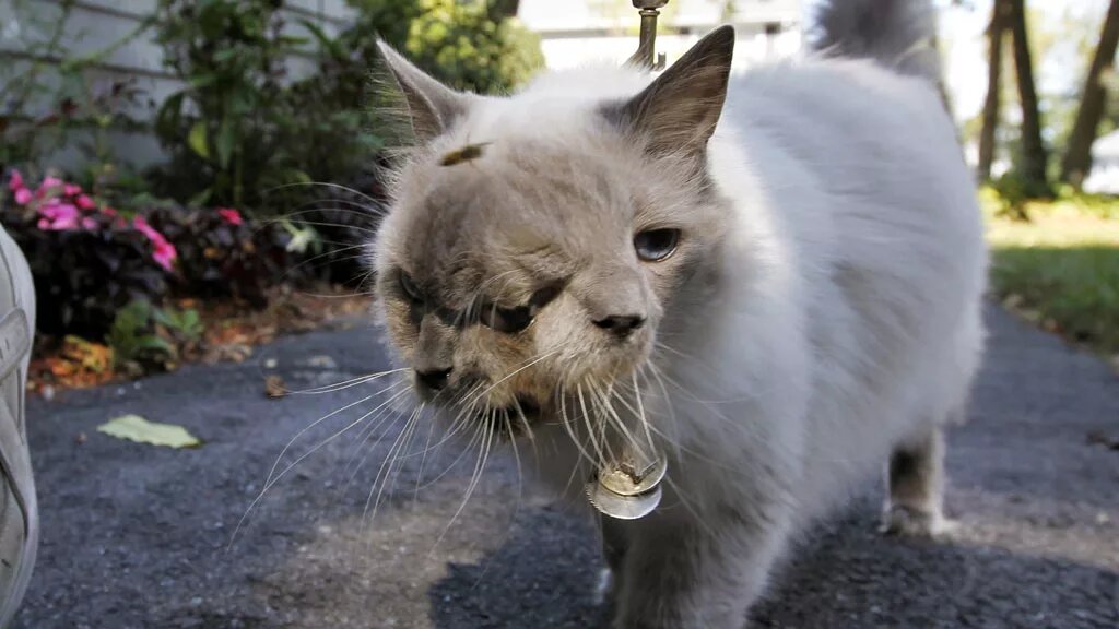 Фрэнк и Луи занесен в Книгу рекордов Гиннеса. Котенок был рожден в сентябре 1999 года. После рождения животное принесли в школу ветеринарной медицины при  Университете Тафтса, где малютке был поставлен...