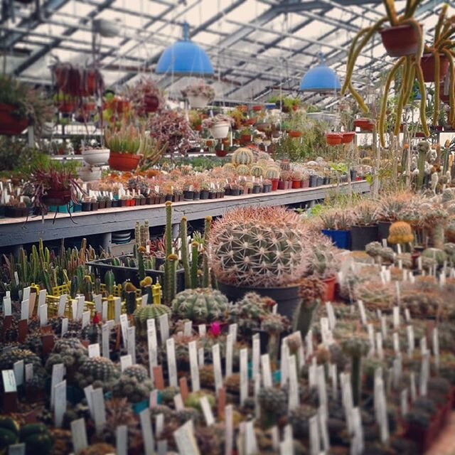 Фондовая оранжерея суккулентов в ЦСБС СО РАН