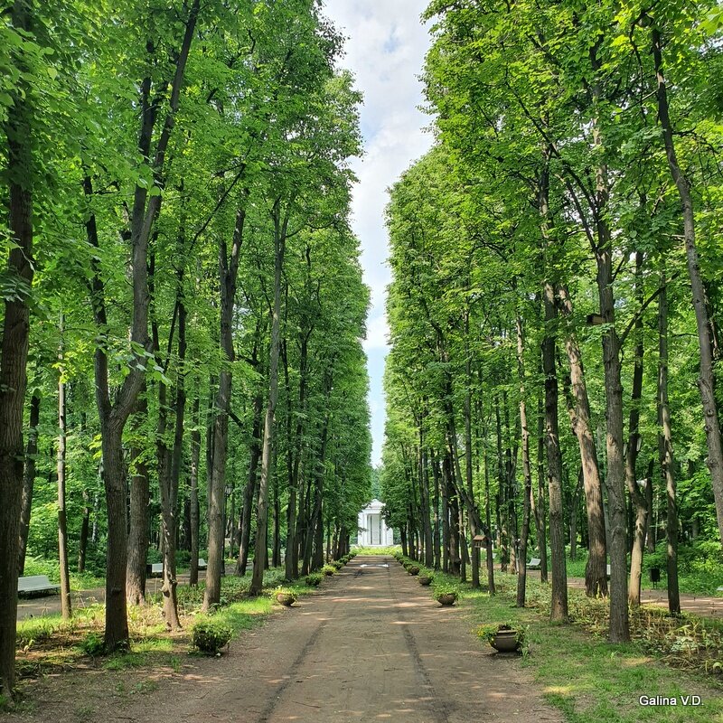 Влажно и тепло, запах зелени и лип.