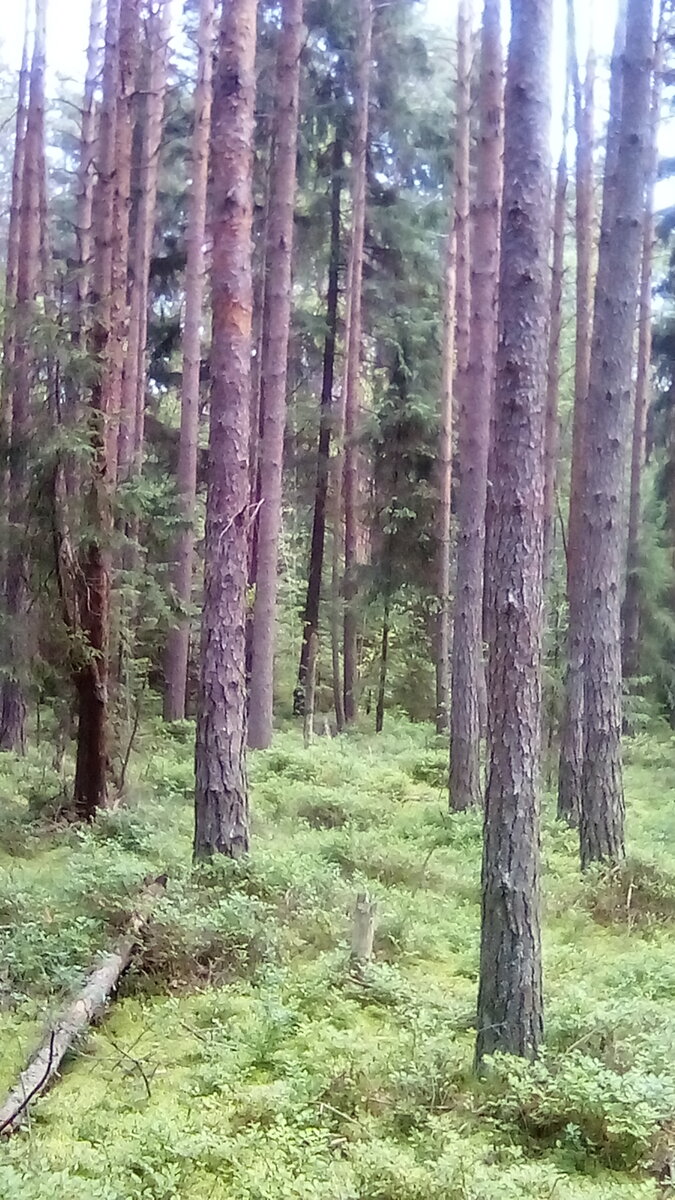 Болото
