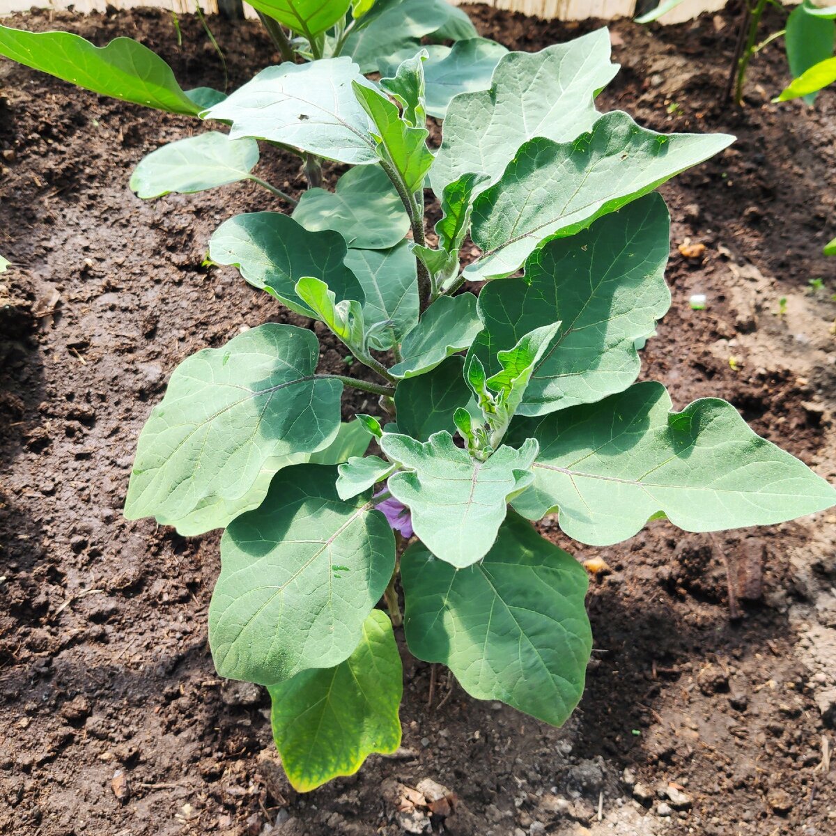 Баклажан в теплице