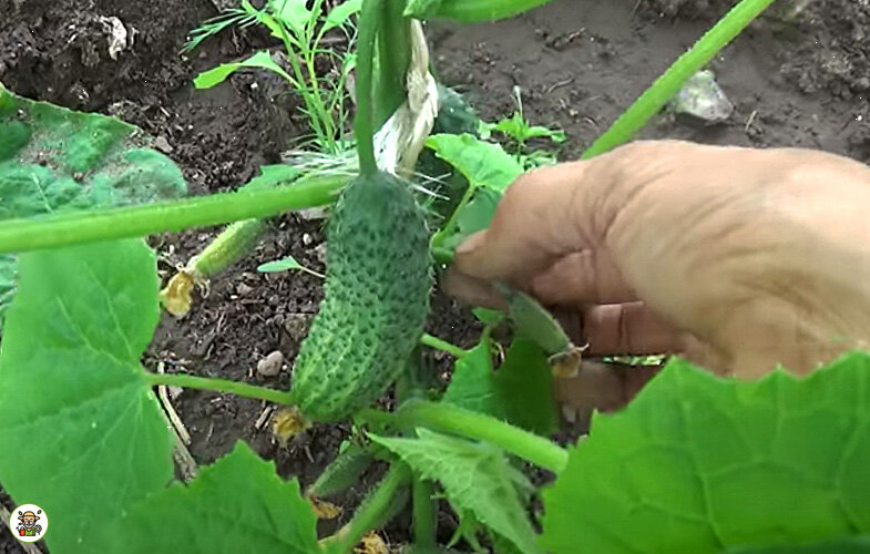 Искривление огурца