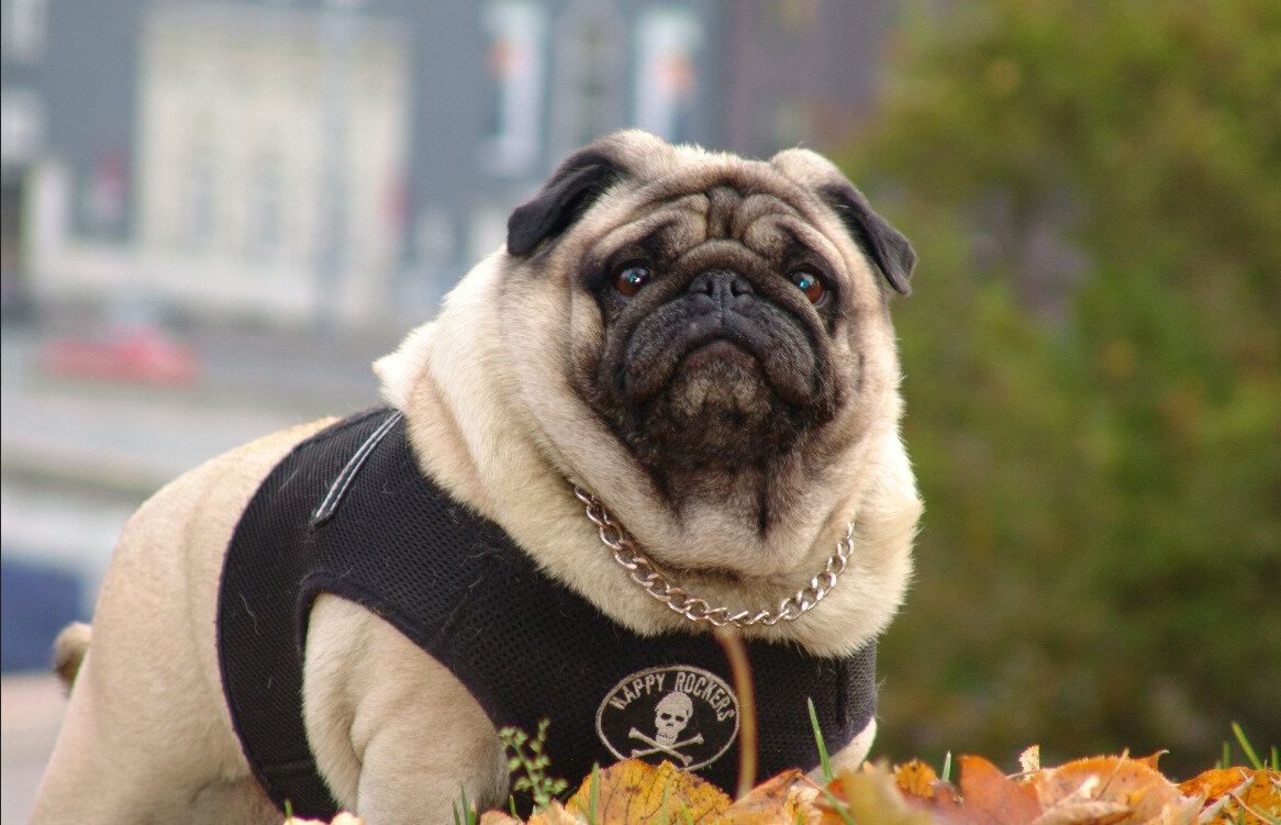 фото: открытые источники | мопс