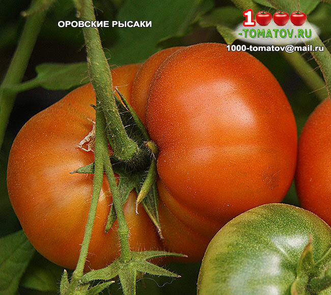 Томат Орловские рысаки фото 2