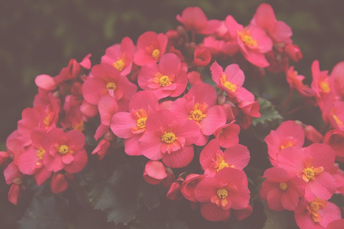 Бегония Глуар де Лоррен