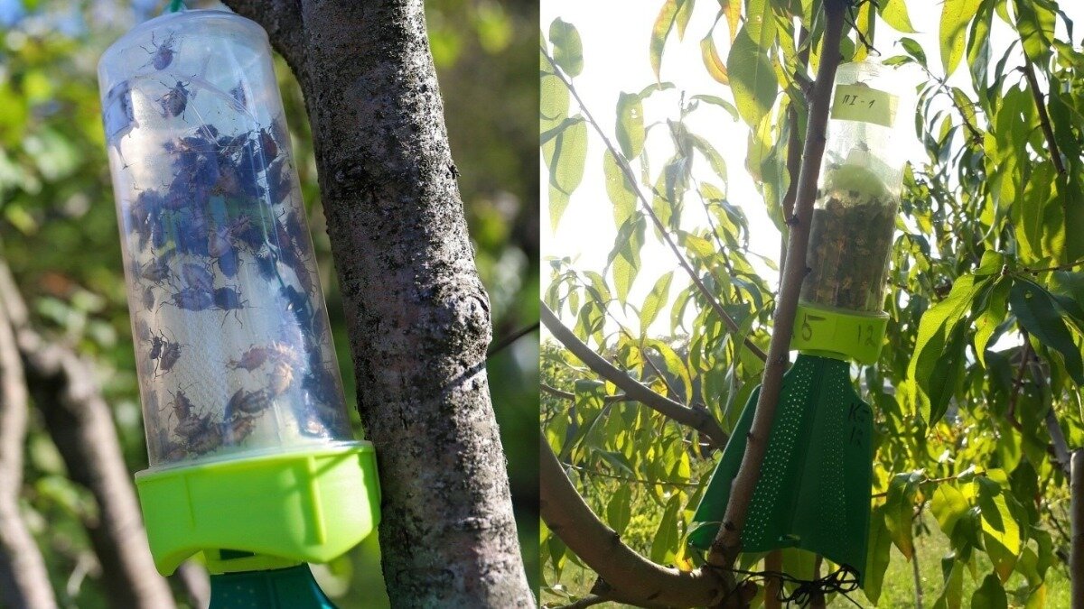 Фото:shop.vniikr.ru Пирамидальная ловушка