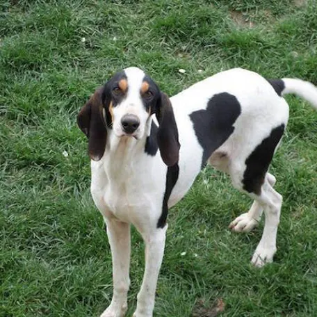 Арьежская гончая - веселая, любопытная и дружелюбная собака