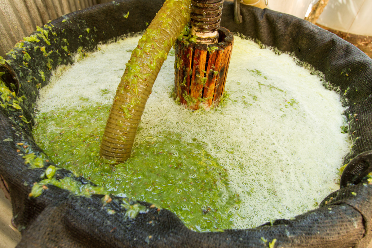 Мацерация в контакте с мезгой. Фото процитировано из winemag.com