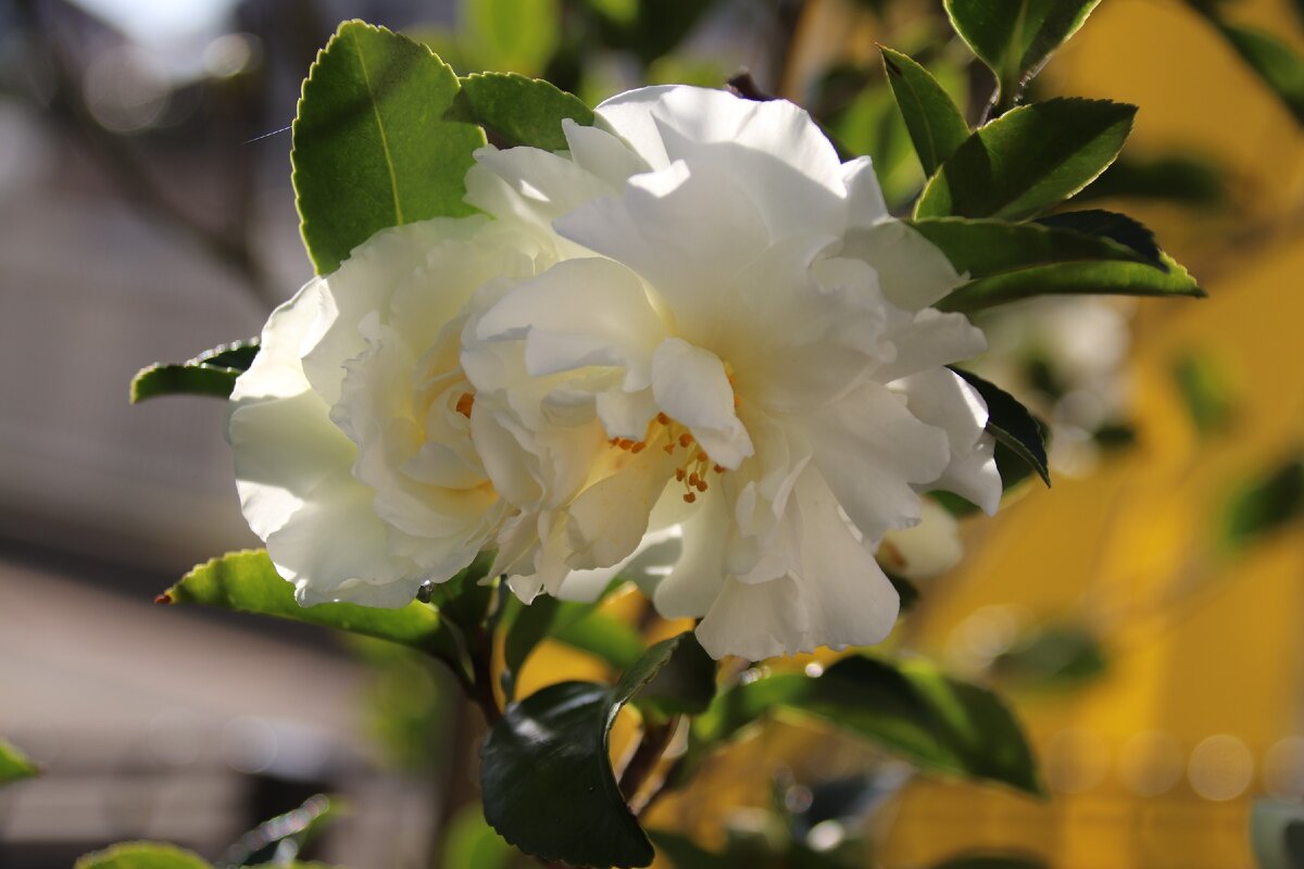 Сазанка (камелия)