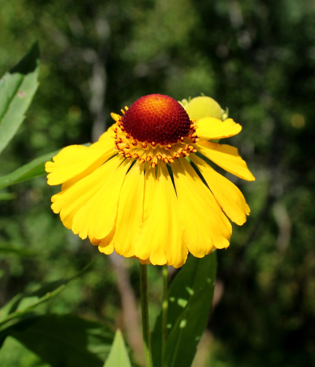 Гелениум осенний Helenium autumnale