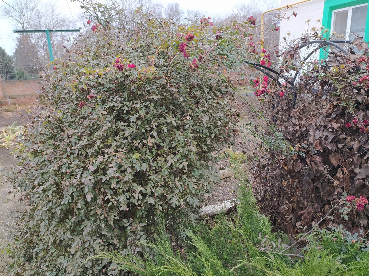 Фото автора Зимний месяц декабрь на юге России.