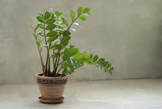Замиокулькас (Zamioculcas) 