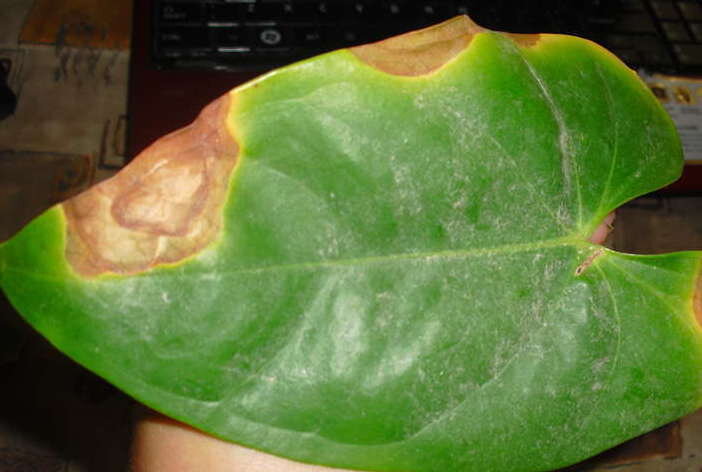 Фосфорное голодание комнатных растений.