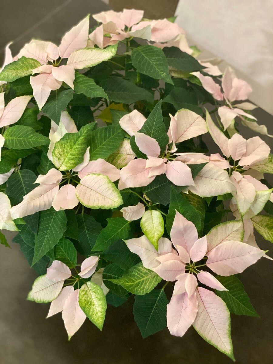 Шикарный рождественский цветок, розовый