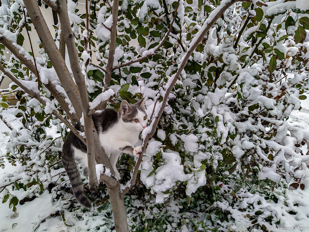 На фото: кошка Кокошка.