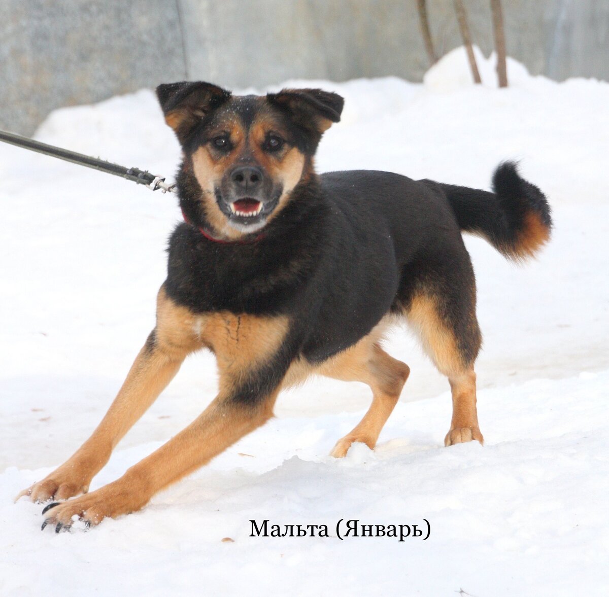 Листайте счастливые носы