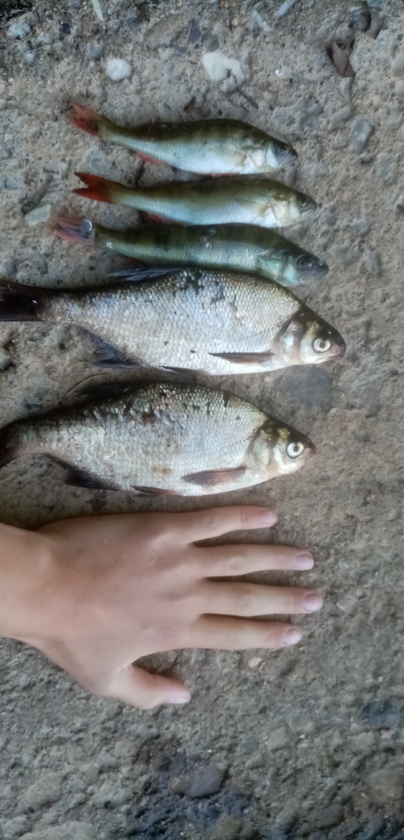 Вот такой небольшой улов мне удалось поймать уже в октябре, в это время рыба уже обычно уходит из речки.