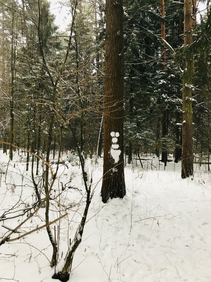 Подмосковный лес 