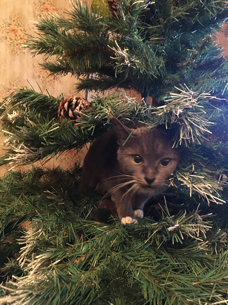 Вот она, моя красавица! Не бойтесь, сосна искусственная😉