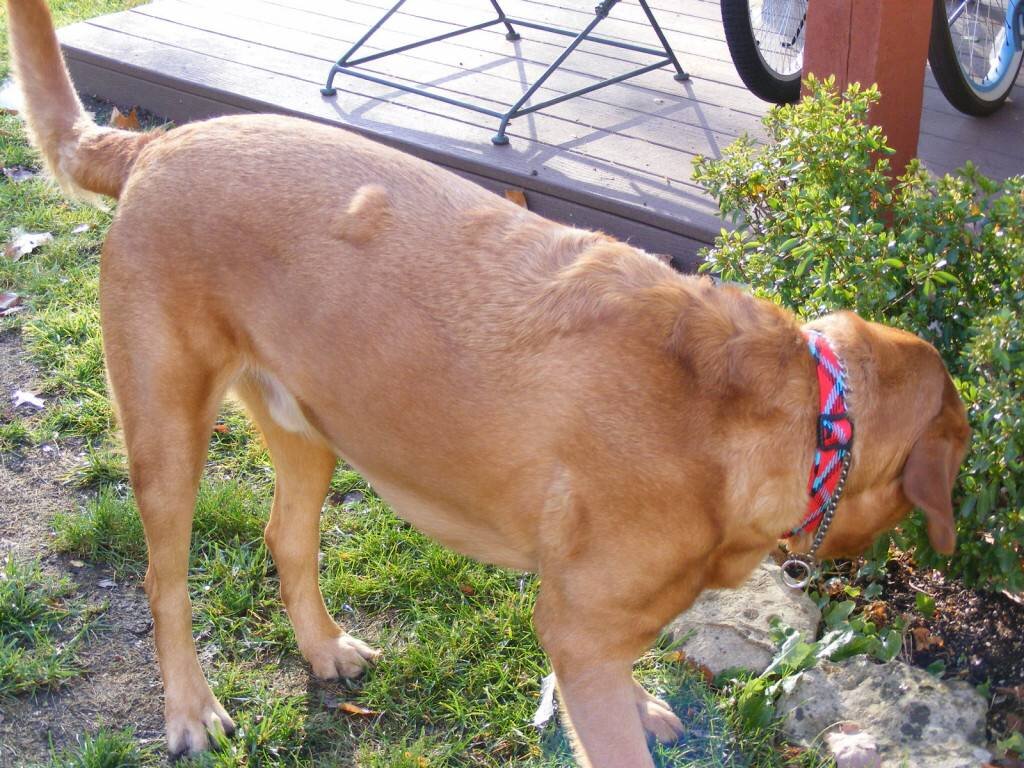 Собака на даче: 9 главных правил безопасности для вашего питомца