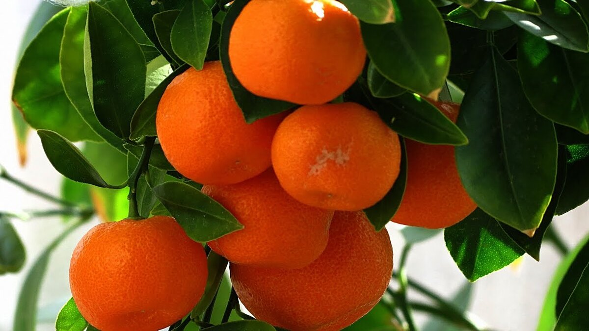 мандариновое деревце в комнатных условиях - фото из интернета. 