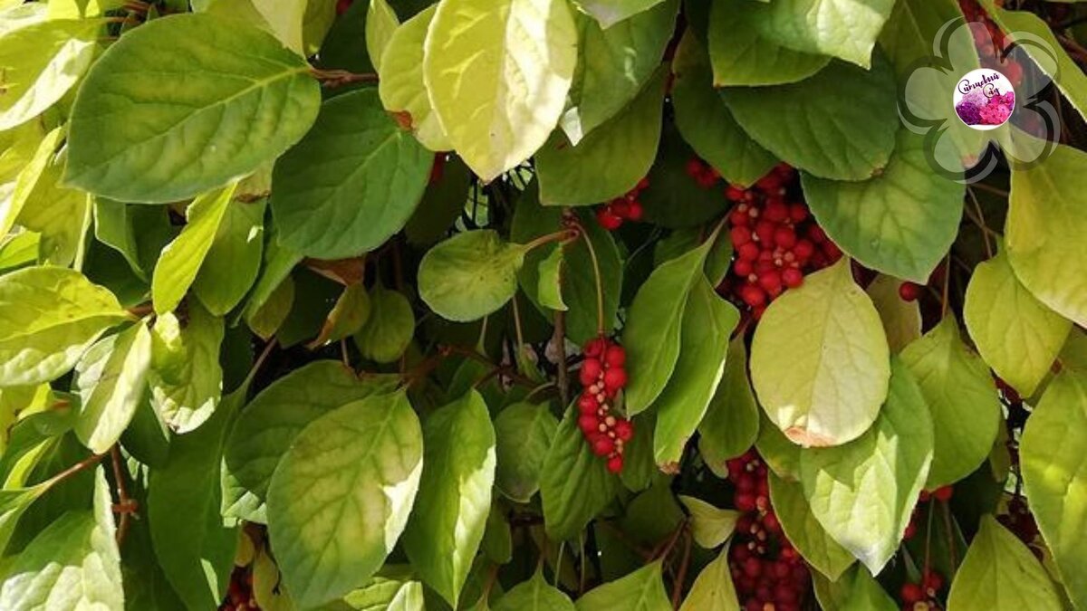  Лимонник китайский (Schisandra chinensis)