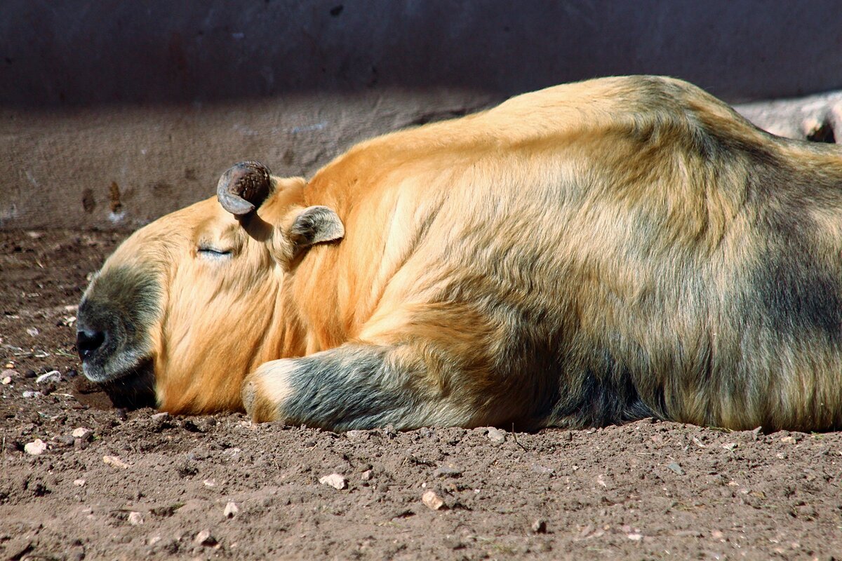 Вот такая замкнутость, недоверчивость и грубый расчёт. 