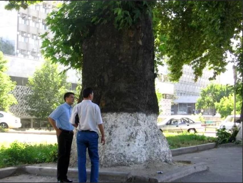 Чинара дерево фото в узбекистане