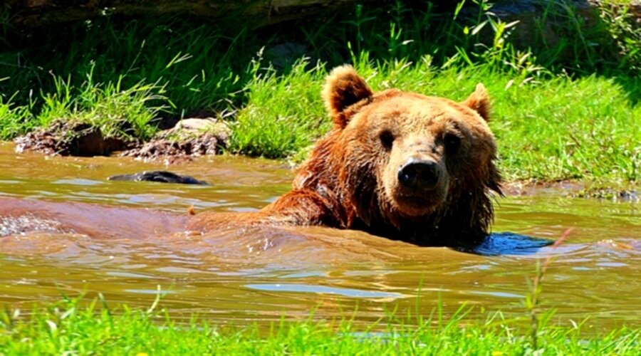 Медведь в воде...
