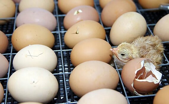 
 
Несмотря на простоту конструкции, сделанный своими руками подобный инкубатор работает достаточно эффективно, обеспечивая высокий процент вывода. Выведенных цыплят следует сразу переместить в ящик, в котором поддерживается температура 27-30 градусов. После этого его накрывают тонкой тканью.
 
Кормят цыплят пшеном и молоком вместо воды, через неделю в рацион вводится зелень, особенно полезна на этом этапе крапива. Через месяц цыплят взвешивают, петушков, достигших веса 250 г, и курочек, достигших веса 200 г, переводят на выгул, цыплят, не набравших веса, оставляют на докорм, чтобы дать им возможность окрепнуть. При выращивании мясных пород свет необходимо оставлять на 18 часов в сутки, для яичных пород этот период уменьшается до 8 часов.
 
При грамотном ведения дела, сделанный своими руками такой инкубатор на каждый вложенный рубль приносит два рубля прибыли. Использование более совершенных моделей потребует больших вложений, но и уровень прибыли будет несоизмеримо выше. Особенно это касается применения промышленных инкубаторов. В этом случае, если удается наладить стабильный сбыт продукции, первоначальные инвестиции окупаются менее чем за год.Спрос на продовольствие стабильно держится на высоком уровне. Поэтому бизнес, основанный на продаже цыплят, выведенных в инкубаторе, имеет хорошие перспективы. На первый взгляд может показаться, что грамотного выбора соотношения цена-качество достаточно для успешного ведения дела. Но, это не совсем так.
 
Необходимо учитывать также множество особенностей, с которыми связана предпринимательская деятельность такого рода. Прежде всего, в числе таких особенностей следует назвать:Необходимость выбора правильной стратегии, оптимально соответствующей возможностям предпринимателя и внешним обстоятельствам.
Необходимость выбора оборудования, в максимальной степени подходящего для решения намеченных задач.
Необходимость выбора технологии производства и обеспечение выполнения всех её требований.
Этот список далеко не полон, но и приведенных пунктов достаточно, чтобы дать представление о степени сложности проблем, стоящих перед начинающим бизнесменом.Оглавление [hide ]Выбор направления бизнеса
Виды инкубаторов
Конструктивные особенности
Технология инкубации
Изготовление самодельного инкубатора
Как сделать инкубатор своими руками:
Выбор направления бизнеса
В зависимости от возможностей предпринимателя и конъюнктуры рынка, бизнес, связанный с инкубацией яиц, может двигаться по нескольким направлениям:получение кур несушек;
получение цыплят мясных пород;
получение племенных цыплят.
также большую прибыль может приносить изготовление инкубаторов своими руками с целью их дальнейшей продажи.

 
При более масштабной постановке дела, эти направления могут совмещаться.
Важно! Следует отметить, что лучшие результаты достигаются, когда наряду с инкубацией предприниматель занимается разведением и выращиванием птицы.Дело в том, что владельцы птицеферм, не занимающиеся инкубацией, вынуждены закупать молодняк. Причем качество покупаемых цыплят часто бывает сомнительным. Например, купленная курица несушка может оказаться кроссом, то есть помесью нескольких пород. Такая несушка имеет высокую яйценоскость лишь в первом поколении. Потомство, которое дает в этом случае несушка, отличается низкой производительностью. Поэтому чтобы несушка была высокопродуктивной, лучше всего вывести её в своем инкубаторе. Это же касается и мясных пород птицы. Совмещая инкубацию и выращивание цыплят, можно увеличить прибыль в несколько раз.Виды инкубаторов
 12+ Скидка −30% на подписку в MyBook Читай и слушай 290 000 книг в приложении MyBook! Скидка −30% на премиум-подписку ПОДРОБНЕЕ MYBOOK.RU ₽         Комбикорм для свиней. Опт от завода! Напрямую от завода производителя. Доставка по России. Получите каталог и прайс! ПОДРОБНЕЕ KORMA-BECKS.RU Виды инкубаторов выделяются по нескольким параметрам. Главный из них – вместимость. В зависимости от количества закладываемых яиц, можно выделить три основных типа:Инкубаторы, в которые закладываются 35-45 яиц.
Инкубаторы, в которые закладываются 63 яйца.
Инкубаторы, в которые закладываются 90 яиц.
Промышленные инкубаторы, вмещающие свыше 5000 яиц.
При этом единицей измерения служат куриное яйцо. То есть, считается, что оно занимает столько же места, сколько три перепелиных яйца или половина индюшиного.
 
Инкубатор первого типа часто называют домашний или бытовой. Бытовые инкубаторы используют дома или в небольших фермерских хозяйствах. Также обстоит дело и с инкубаторами второго и третьего типов. Бытовые инкубаторы идеально подходят тем, кто начинает предпринимательскую деятельность с нуля. Небольшая цена и простота эксплуатации, которыми отличаются бытовые инкубаторы, позволяют значительно снизить риски и издержки на начальном этапе производства.
 
Промышленные инкубаторы имеют вместимость от 10000 до 200000 яиц. Их используют для крупного производства. Качество их работы по всем параметрам превосходит показатели первых трех типов, вместе с тем они отличаются сложной конструкцией, а для эксплуатации их необходим специально обученный персонал. Минимальная цена оборудования при этом равняется 60 000 р. Производят их несколько фирм, как отечественных, так и иностранных. Цена зарубежных моделей гораздо выше, но также выше и выводимость яиц. Отечественные модели стоят дешевле, но уступают в качестве работы. Серьезным преимуществом их является то, что цена на комплектующие и запчасти для них гораздо ниже, чем у зарубежных аналогов, и найти их легче. Поэтому ремонт отечественных промышленных инкубаторов производится в более сжатые сроки и с меньшими издержками.
 
Отдельно следует сказать о моделях китайского производства. Их цена относительно невелика, при этом заявленные характеристики соответствуют европейским стандартам. Но при эксплуатации промышленные китайские модели могут преподнести немало неприятных сюрпризов. Поэтому предприниматель, желающий купить китайские модели, должен подойти к этому осмотрительно. Перед покупкой китайские модели крайне желательно осмотреть и протестировать с помощью знающих специалистов.Конструктивные особенности
Устройства первых трех типов имеют схожие конструкции, при этом они делятся на два вида:Инкубаторы автоматические, то есть, оснащенные механизмом для автоматического переворачивания яиц.
Ручные, в которых яйца приходится переворачивать своими руками.

 
Одной из самых популярных моделей этого сегмента является инкубатор Несушка, который производят в Новосибирске. Вместимость различных его модификаций составляет 63 и 90 яиц. В более дорогих моделях поворот лотков происходит в автоматическом режиме. Он может использоваться для инкубации куриных, перепелиных и гусиных яиц. Для этого достаточно приобрести лотки с ячейками соответствующих размеров. Если Несушка работает в режиме ручного переворачивания, её вместимость увеличивается вдвое. Несушка, кроме того, оснащена терморегулятором, способным поддерживать заданную температуру.
Важно! Следует учитывать, что погрешность терморегулятора может доходить до одного градуса. Причем погрешность выше в углах инкубатора.Также Несушка имеет аварийную сигнализацию, предупреждающую о возникновении внештатных ситуаций, например, о резком изменении температуры или отключении электричества. Несушка компактна, вес различных её модификаций не превышает 5 кг. Поэтому Несушка может быть без труда переставлена своими руками в любое удобное место.
 
Промышленные инкубаторы в зависимости от конструкции делятся на два типа:Шкафные, названные так из-за своей формы. У них, как правило, имеется два отделения: для инкубации и вывода молодняка.
Комнатные инкубаторы представляют собой замкнутое помещение со стенами, сложенными из блоков.

 
Кроме того, промышленные инкубаторы делятся на группы, в зависимости от своего назначения:Предварительные, в которых происходит только развитие эмбриона.
Выводные, предназначенные только для вывода молодняка. Поэтому помещение в них куриных, гусиных и прочих яиц производится на последней стадии инкубации.
Совмещенные, в которых для инкубации и вывода предназначены отдельные камеры.
Технология инкубации
Для каждого типа яиц: куриных, гусиных, утиных или перепелиных, существуют особые параметры температуры и влажности, благоприятные для эмбрионального развития. Это сказывается даже на способе их размещения в ячейках. Так, для гусиных яиц рекомендуется горизонтальное положение, для утиных – размещение под углом 45 градусов, а для куриных – вертикальное, тупым концом вверх. Это связано с тем, что в гусиных и куриных яйцах большее содержание жира, как у всех водоплавающих птиц. По этой же причине разные виды птиц имеют разную продолжительность инкубации. Для гусиных яиц она равна 30-31 суток, для утиных и гусиных – 26-27 суток, для куриных – 20-21 суток.
 
Кроме того, для успешности инкубации необходимо соблюдение ряда правил:Прежде чем заложить яйца, их следует отсортировать. Они должны быть одинаковы по размеру и весу, без воздушных камер с диаметром более 18мм. Скорлупа их должна быть ровной, без трещинок и утолщений. Яйца перед закладкой ни в коем случае не следует мыть, так как это может привести к повреждению внешнего защитного слоя скорлупы – кутикулы. Но дезинфекция скорлупы делается в обязательном порядке, с помощью кварцевой лампы или иным способом.
Лучше всего закладывать яйца вечером, благодаря этому вывод цыплят сдвинется на утренние или дневные часы, что позволит увеличить процент выживших птенцов. Это правило действует для куриных и гусиных яиц. Для утиных яиц оптимальным временем закладки являются дневные часы до полудня.
Перед закладкой яйца обязательно прогреваются на протяжении нескольких часов.
Во время инкубации лотки необходимо регулярно переворачивать. Это позволит избежать прилипания эмбрионов к скорлупе. Частота переворачивания должна быть не менее 4 раз в сутки, в инкубаторах с автоматическим переворачиванием обычно задается один переворот в час.
В первые шесть суток инкубации температура должна держаться на уровне 37,8 градусов. В период с 7 до 27 суток её поддерживают на уровне 37,6-37,8 градусов.
За период инкубации два раза проводится миражирование. Первый раз на 5-6 день, его целью является проверка оплодотворенности яиц. Второй раз на 18-19 день, его целью является выявление погибших зародышей. Второе миражирование может также проводиться сразу после перемещения яиц на выводные лотки, где их уже не требуется переворачивать. Во время миражирования производится охлаждение яиц. Кроме того, для охлаждения необходимо два раза в день открывать крышку инкубатора на пять минут.
Цыплят из выводных лотков нужно вынимать не ранее, чем они полностью обсохнут, удаляя при этом остатки скорлупы.
Изготовление самодельного инкубатора
Самодельный инкубатор самой простой конструкции можно сделать своими руками, используя толстую фанеру, из которой собирается ящик размерами 830х520х800 мм. После этого самодельный инкубатор, сделанный своими руками, необходимо оснастить термометром, электрическим нагревателем, психрометром для измерения влажности, а также поворотным устройством на шесть лотков, которое можно купить в готовом виде. В ящике необходимо проделать вентиляционные отверстия.